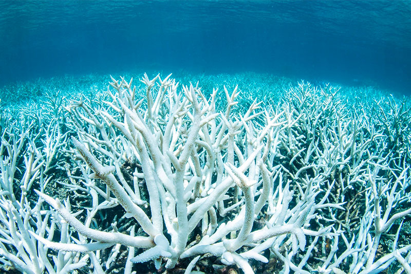 coral bleacking 