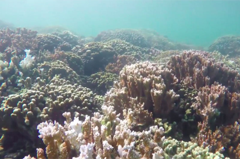 Coral Reef Gobal Warming Damage