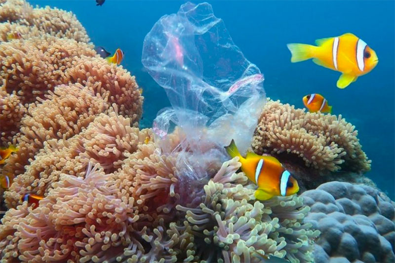 Coral Reef Gobal Pollution Damage